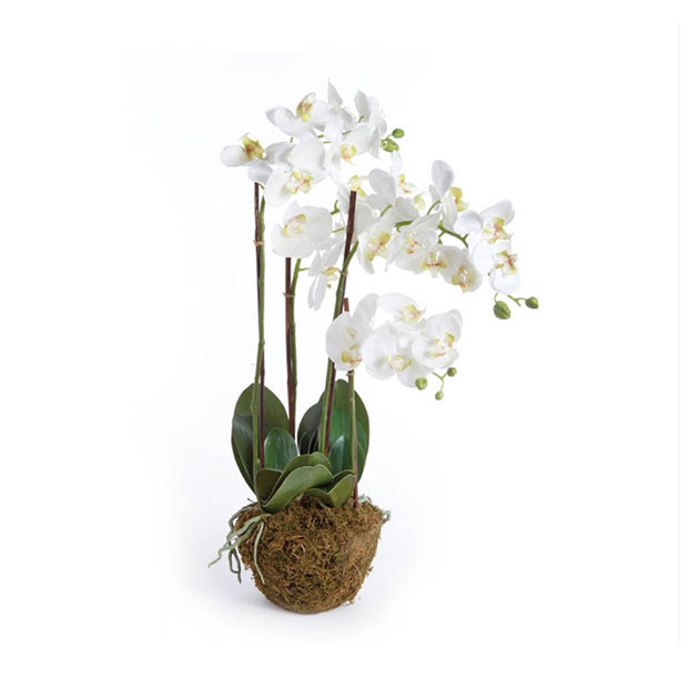 Mini white artificial orchid in buy seashell votive