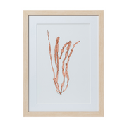 Seaweed Framed Art - Print E