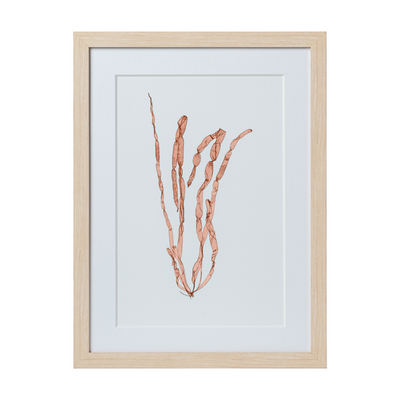 Seaweed Framed Art - Print E