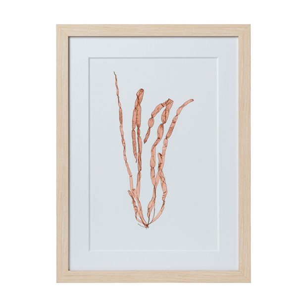 Seaweed Framed Art - Print E