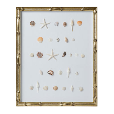 Bespoke Shell Study Art - Champagne Bamboo Frame