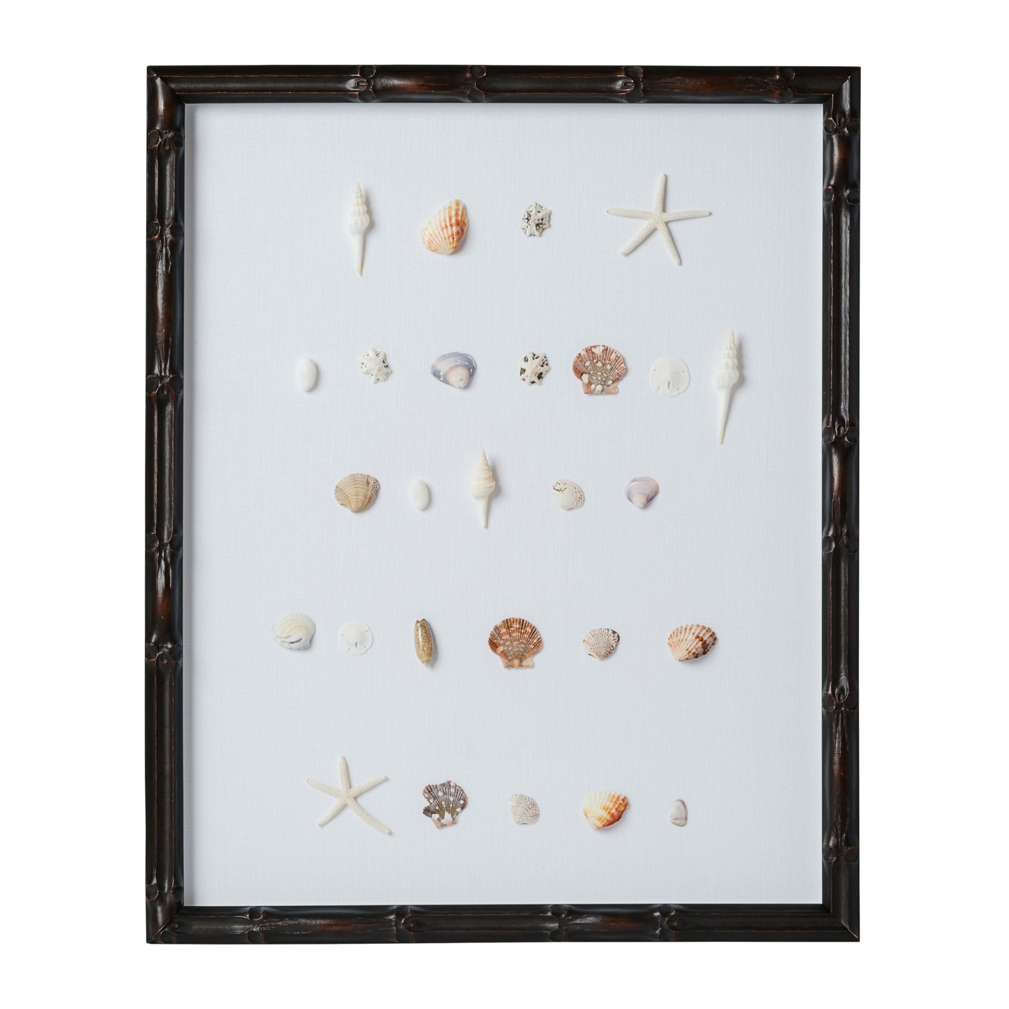 Bespoke Shell Study Art - Walnut Bamboo Frame