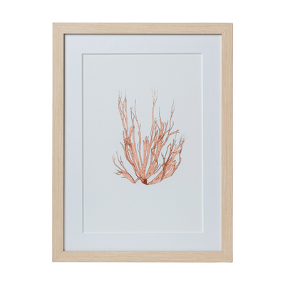 Seaweed Framed Art - Print A