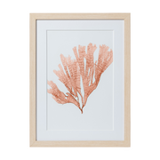 Seaweed Framed Art - Print F