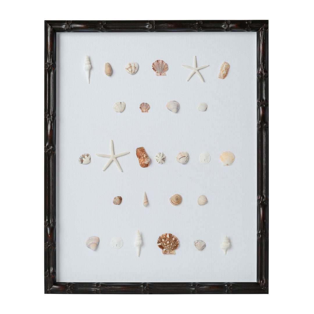 Bespoke Shell Study Art - Walnut Bamboo Frame – Cailini Coastal