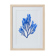 Seaweed Framed Art - Print C