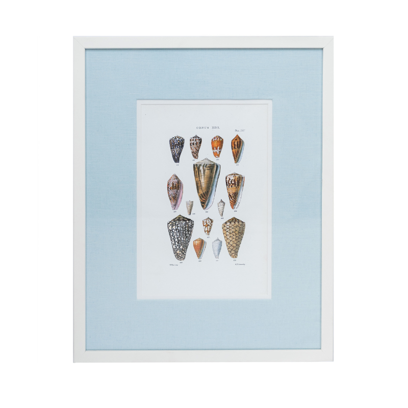 Shell Studies Framed Art Print
