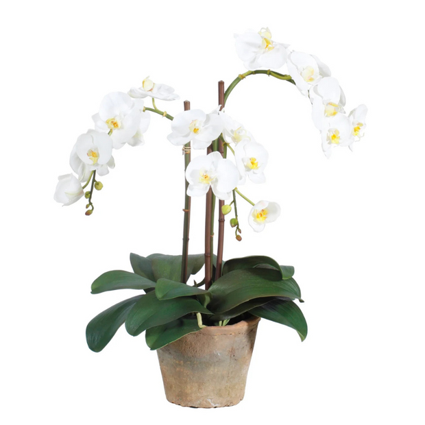 Terracotta Potted Orchid Faux Arrangement