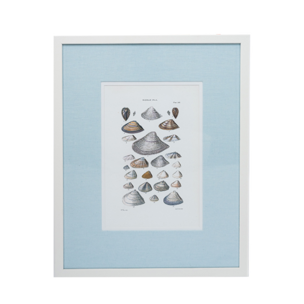 Shell Studies Framed Art Print