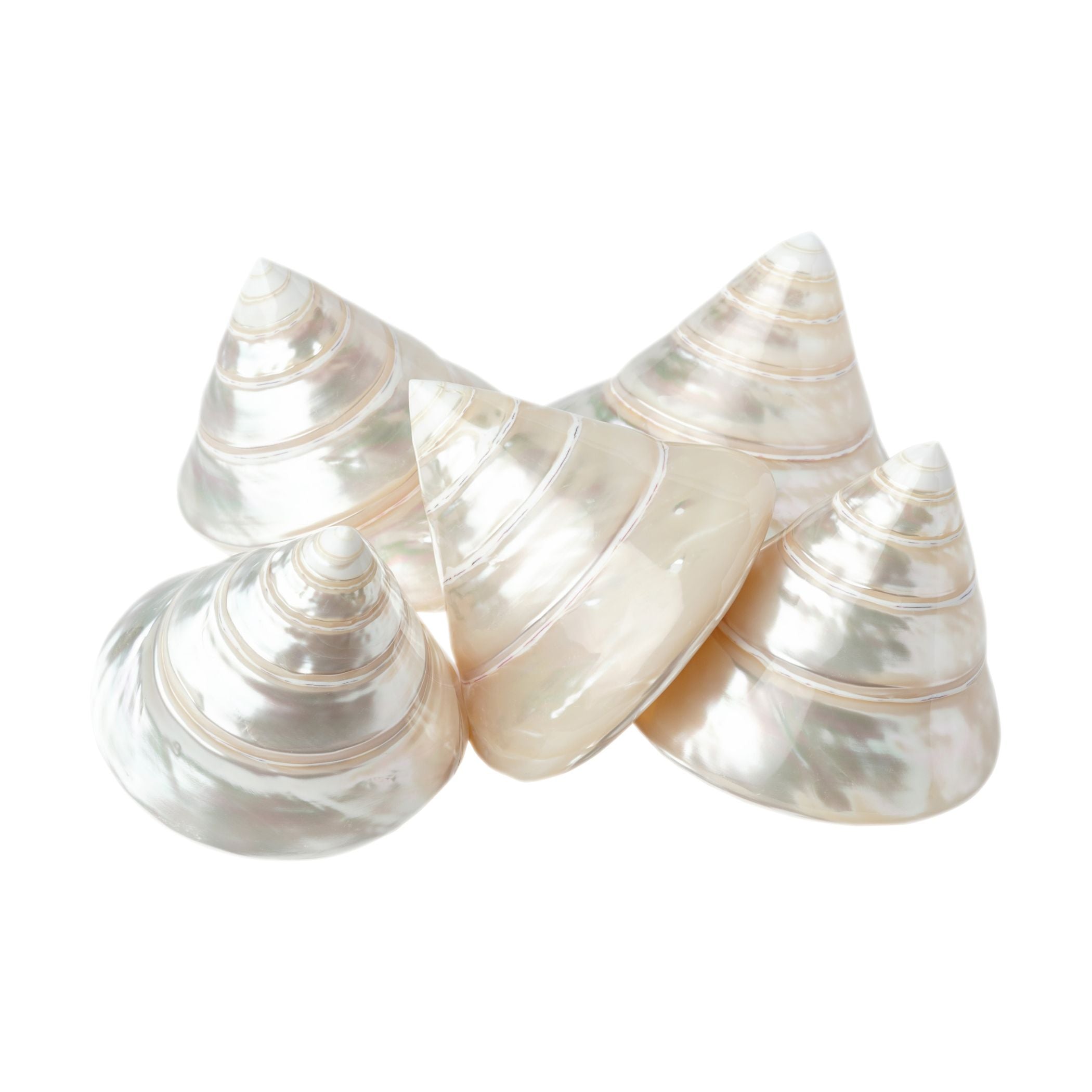 Pearlized Spiral Top Shell Set