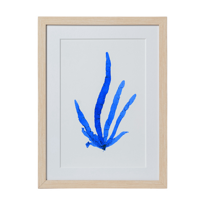 Seaweed Framed Art - Print B