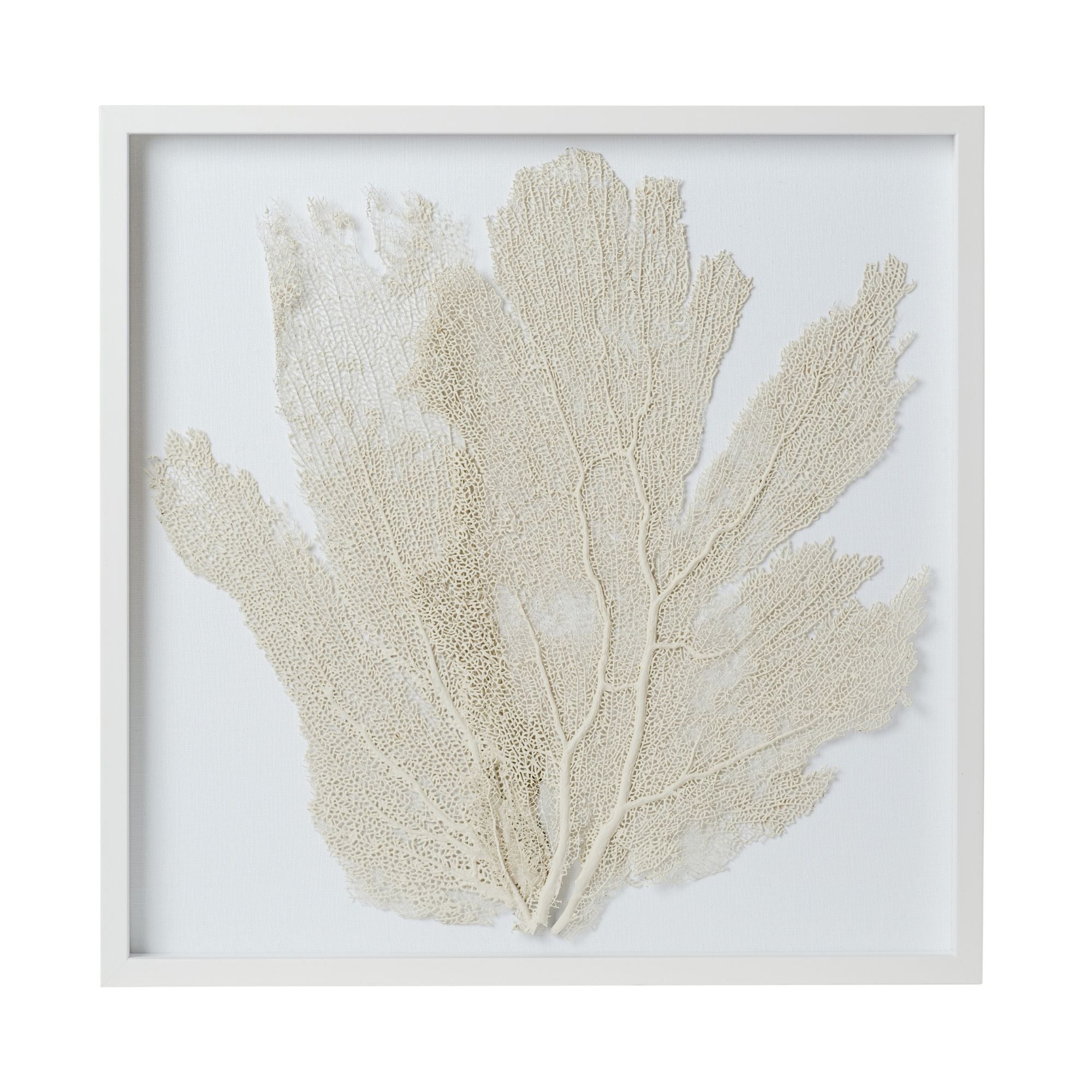 Sea Fan Framed Art - Oyster
