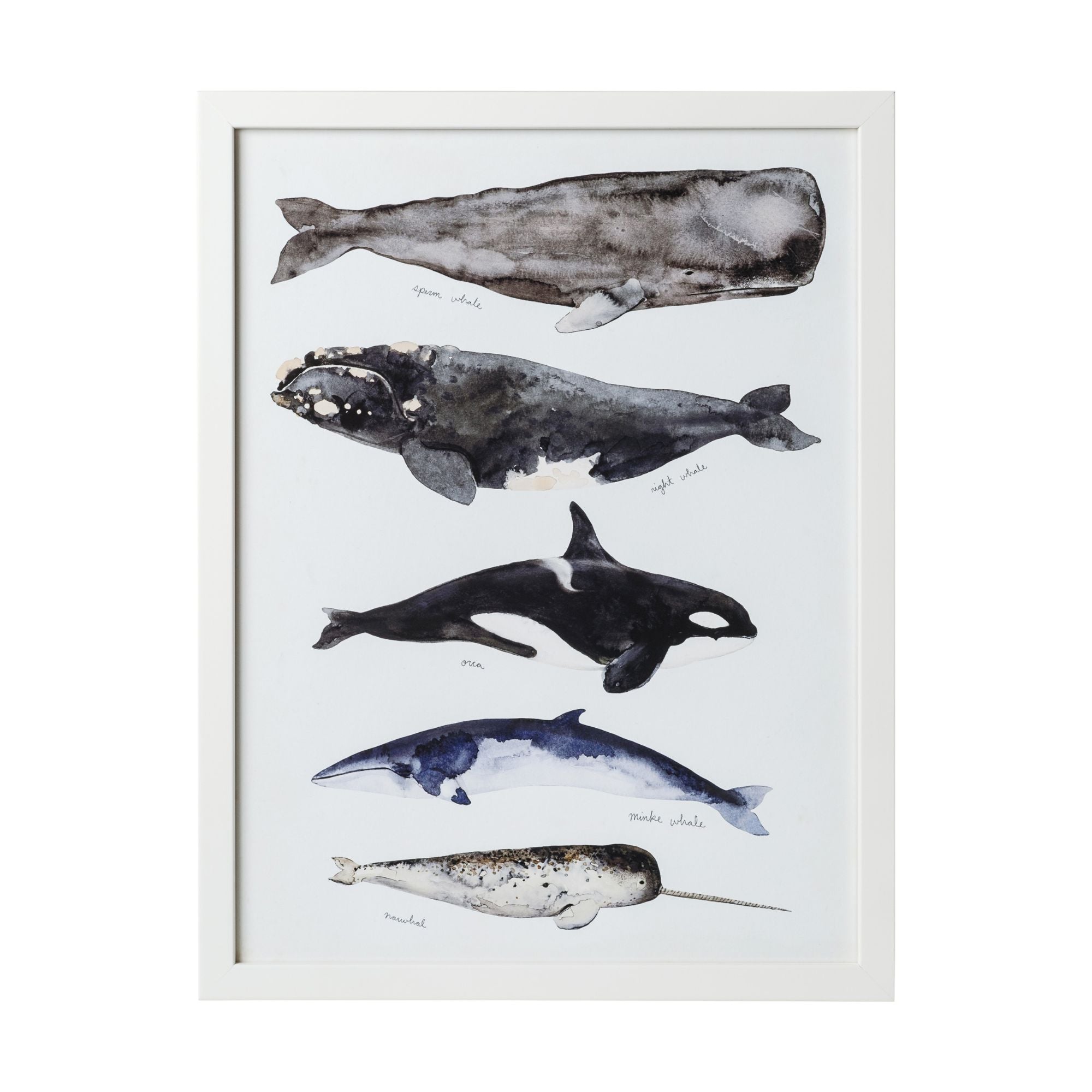 Whale Series II Framed Art
