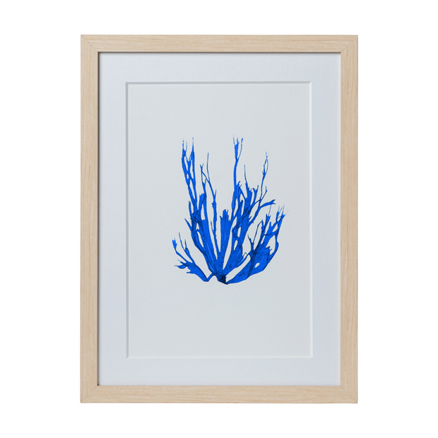 Seaweed Framed Art - Print A