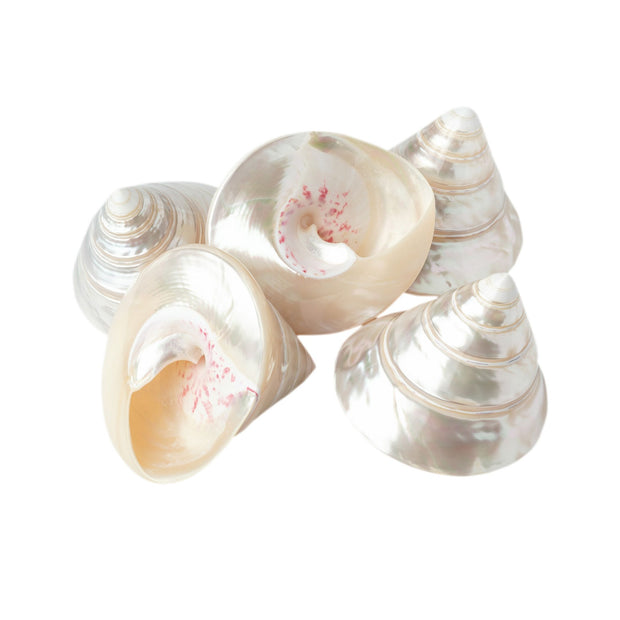 Pearlized Spiral Top Shell Set