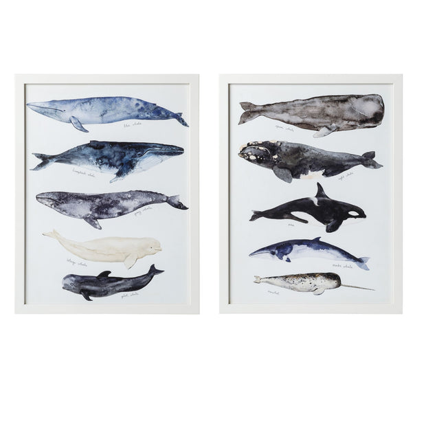 Whale Series II Framed Art