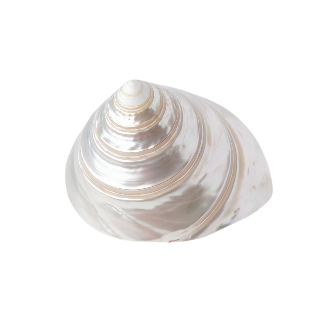 Spiral Top Pearlized Shell Set - Set of 5 - Cailini Coastal
