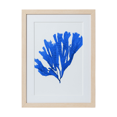 Seaweed Framed Art - Print F