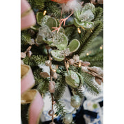 Frosted Green Magnolia Blossom Tree Stem - Set of 6