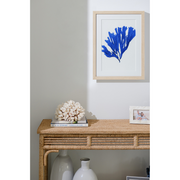 Seaweed Framed Art - Print F