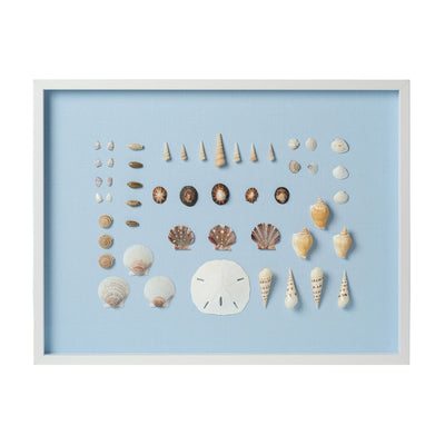 Bespoke Shell Study Framed Art II -  Light Blue