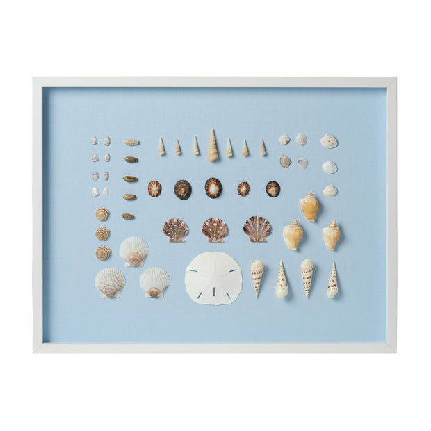 Bespoke Shell Study Framed Art II -  Light Blue