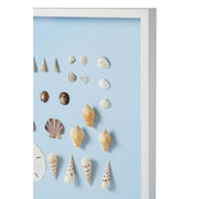 Bespoke Shell Study Framed Art II -  Light Blue