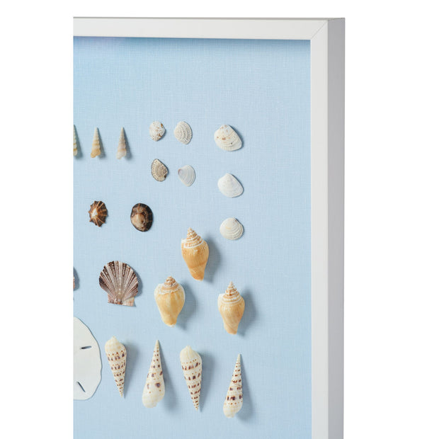 Bespoke Shell Study Framed Art II -  Light Blue