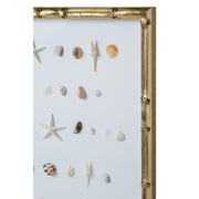 Bespoke Shell Study Art - Champagne Bamboo Frame