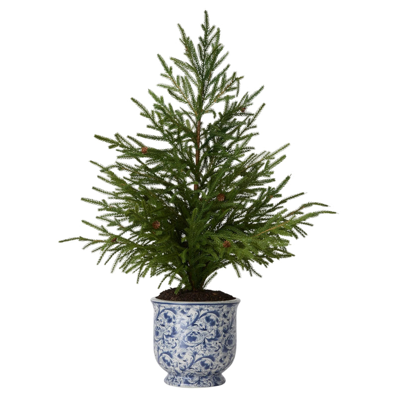 Faux Norfolk Pine Tree in Chinoiserie Planter - Medium