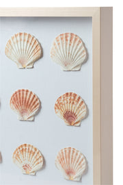 Sea Scallop Framed Art