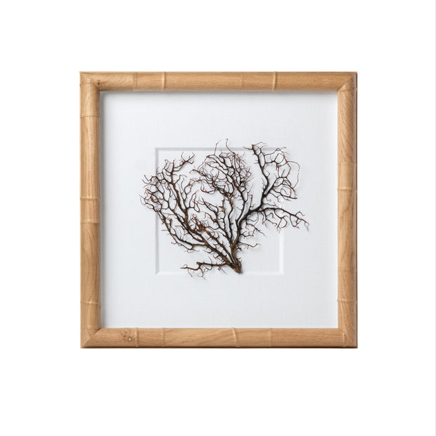 Exotic Sea Fan Art