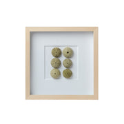 Sea Urchin Framed Art