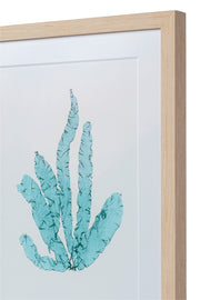 Seaweed Framed Art - Print D