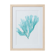 Seaweed Framed Art - Print F