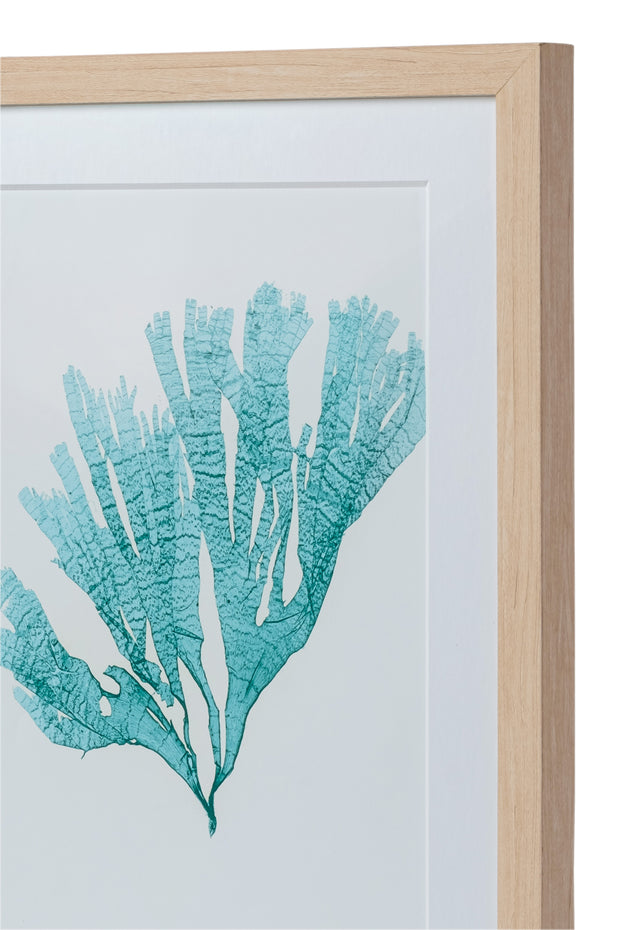 Seaweed Framed Art - Print F