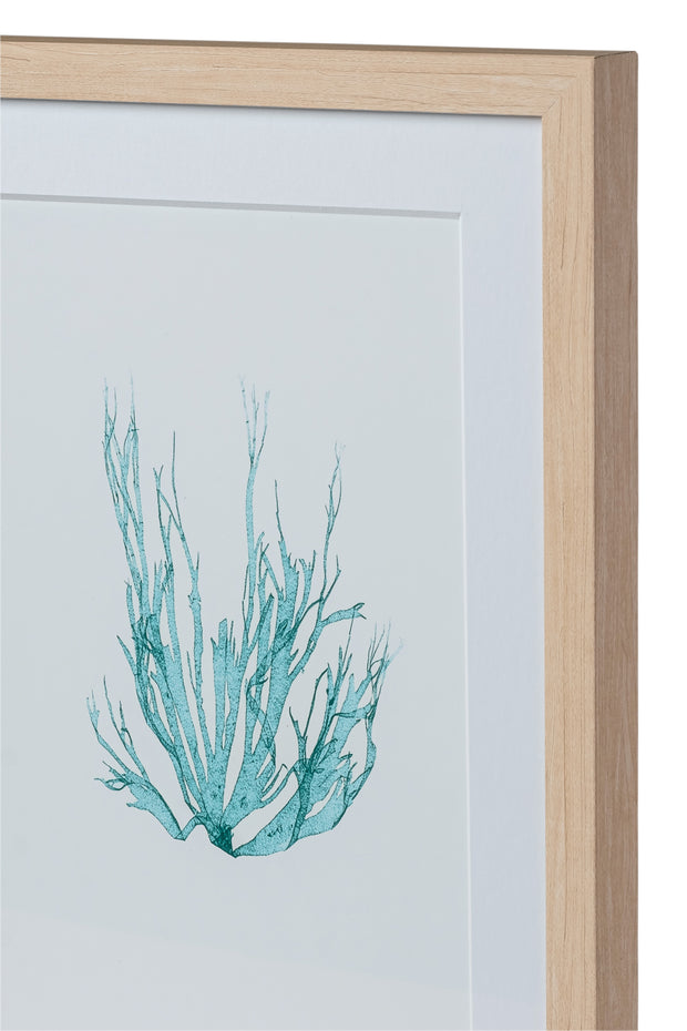 Seaweed Framed Art - Print A