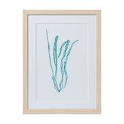 Seaweed Framed Art - Print E