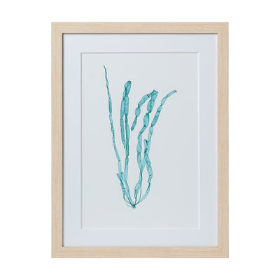 Seaweed Framed Art - Print E