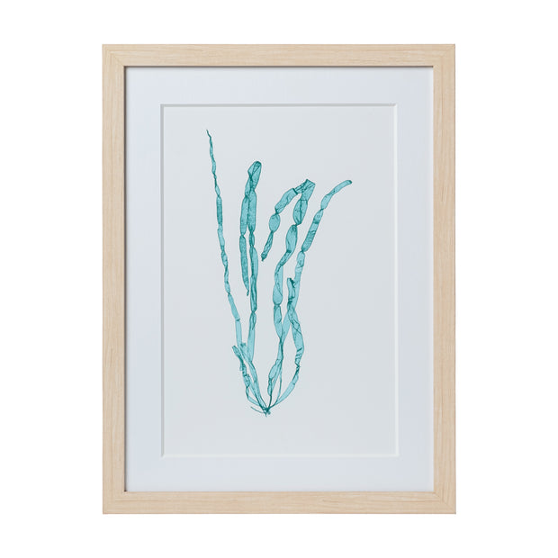 Seaweed Framed Art - Print E