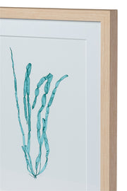 Seaweed Framed Art - Print E