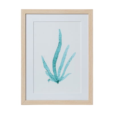 Seaweed Framed Art - Print B