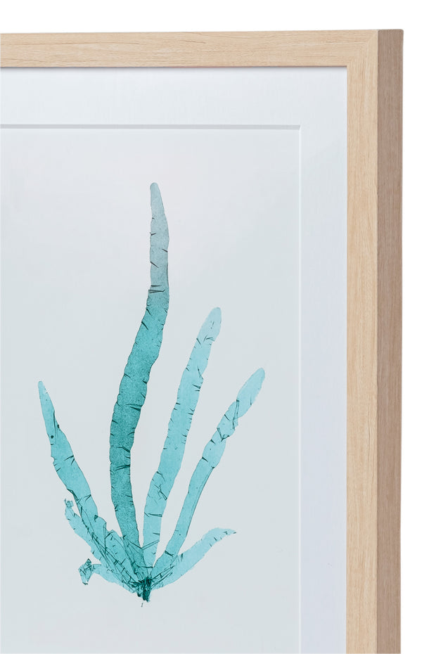 Seaweed Framed Art - Print B