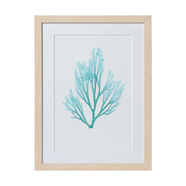 Seaweed Framed Art - Print C