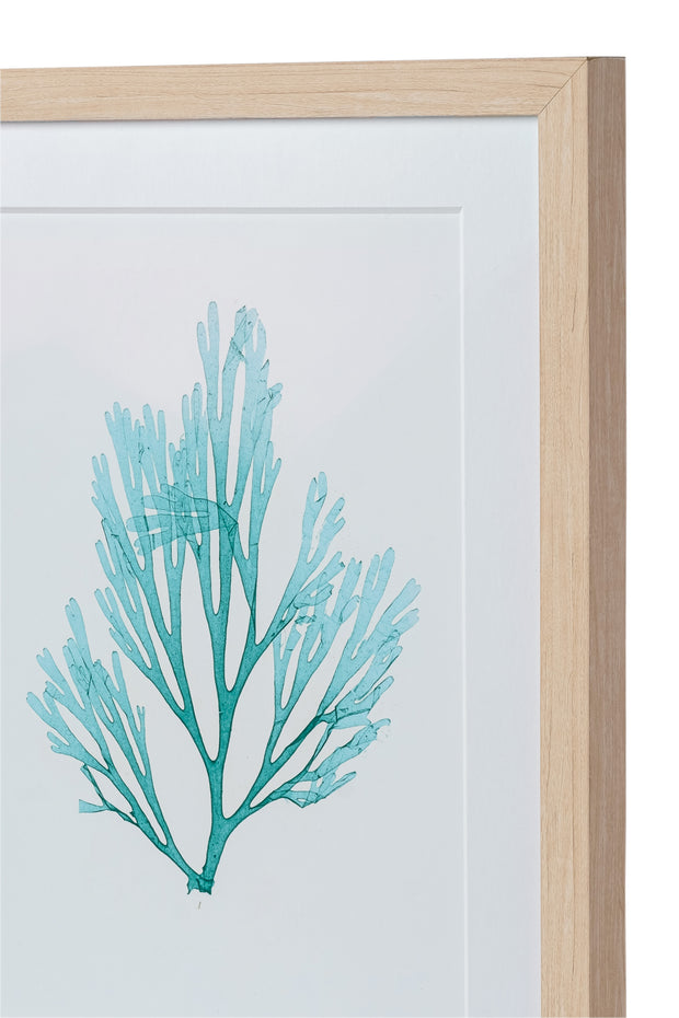 Seaweed Framed Art - Print C