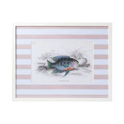 Stripe Fish Framed Art Print - C