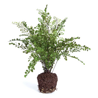 Maidenhair Fern Faux Drop-In