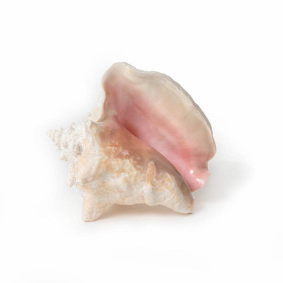 Pink Conch Shell