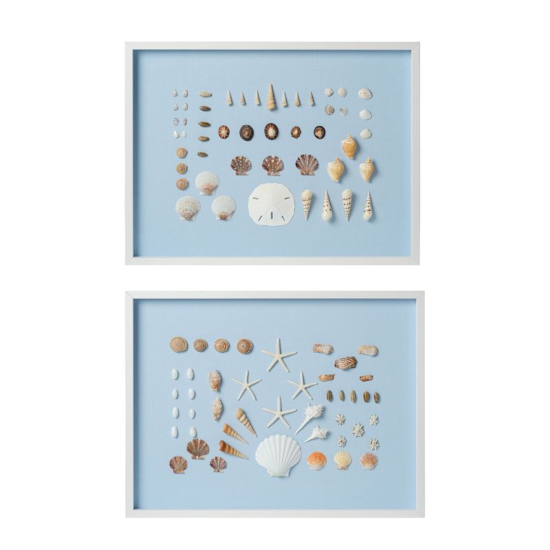 Bespoke Shell Studies Art Set