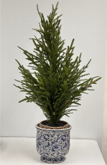 Faux Norfolk Pine Tree in Chinoiserie Planter - Medium